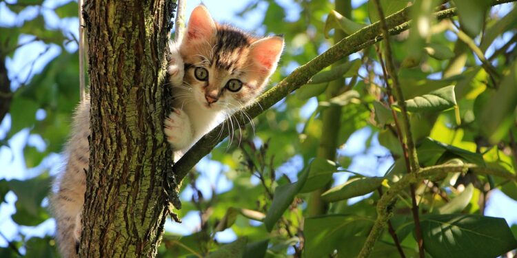 Selecting the Perfect Cat Harness: A Guide to Safety and Comfort