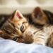 Effortless Cat Care: Strategies for Maintaining Your Feline's Health