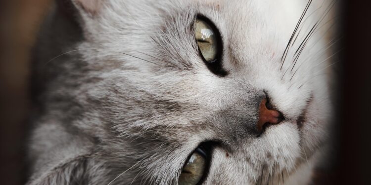 Top Tips for Maintaining Your Cat's Dental Health