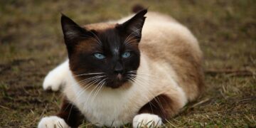 Perfect Purr: Selecting the Best Medium-Sized Cats for Apartment Living