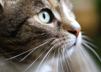 Effortless Feline Companions: Discovering the Best Low Maintenance Apartment Cats