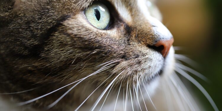 Effortless Feline Companions: Discovering the Best Low Maintenance Apartment Cats