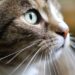 Effortless Feline Companions: Discovering the Best Low Maintenance Apartment Cats
