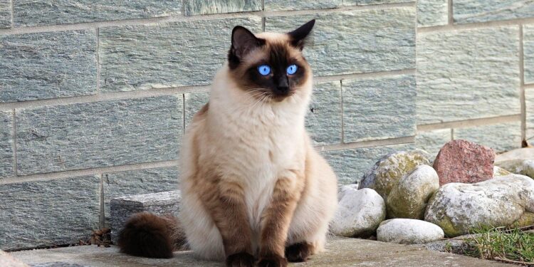 Discovering the Best Low-Shedding Medium-Sized Cat Breeds