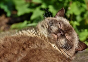 Top Medium-Sized Cat Breeds for Families: Ideal Companions for Your Home