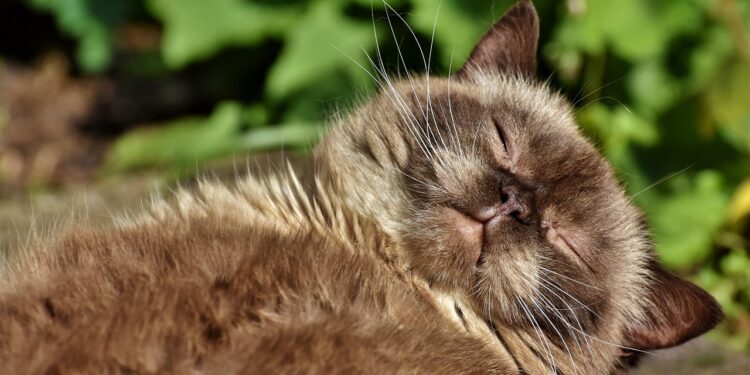 Top Medium-Sized Cat Breeds for Families: Ideal Companions for Your Home