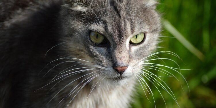 Feline Beauty Unfurled: Secrets to Healthy Cat Coat and Skin