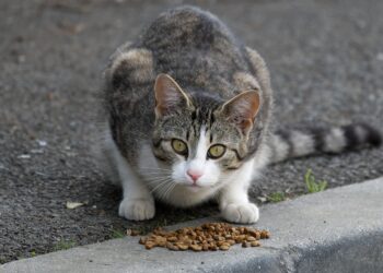 Exploring Grain-Free Diets: Decoding the Health Benefits for Cats