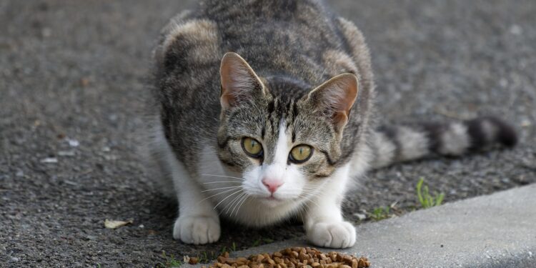 Exploring Grain-Free Diets: Decoding the Health Benefits for Cats