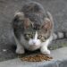 Exploring Grain-Free Diets: Decoding the Health Benefits for Cats