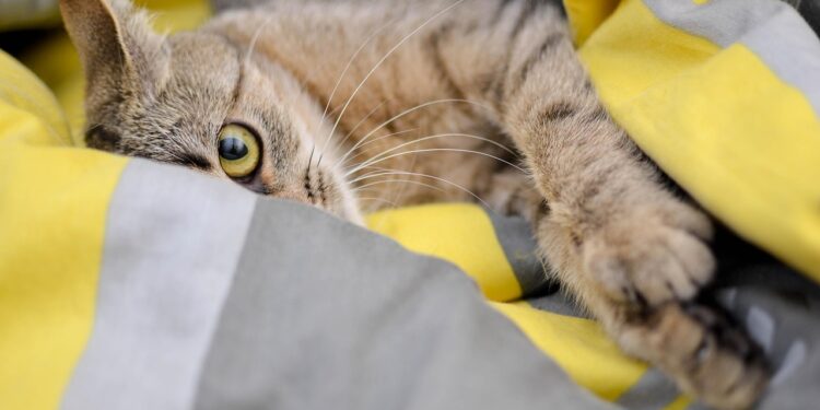 Shadow in Fur: Understanding Why Your Cat Follows You Everywhere