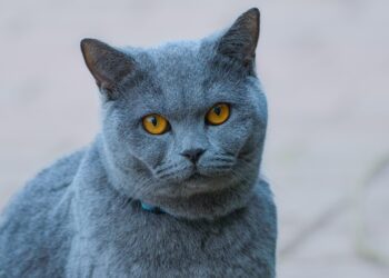 Essentials for New Cat Owners: A Complete Guide