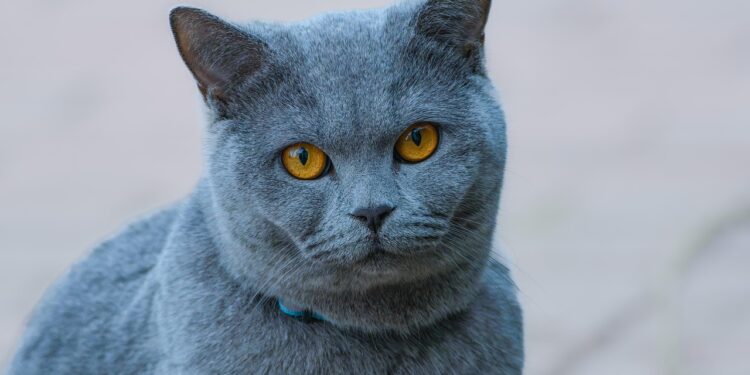 Essentials for New Cat Owners: A Complete Guide