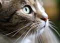 Decoding Feline Affection: How Cats Choose Their Favorite Human