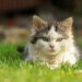 Decoding Whiskers and Tails: A Guide to Understanding Your Cat's Behavior at Home