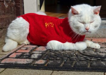 Perfect Fit Every Time: The Ultimate Guide to Measuring Your Cat for Clothes