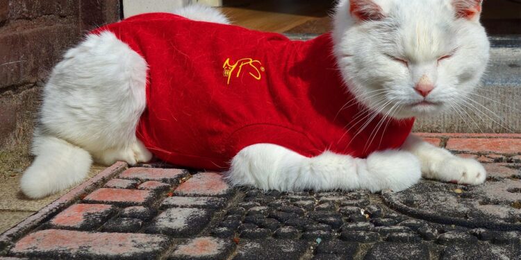 Perfect Fit Every Time: The Ultimate Guide to Measuring Your Cat for Clothes