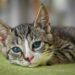 Essential Nutrients for Feline Health: A Complete Cat Wellness Diet Guide