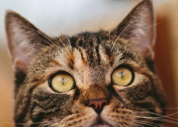 Exploring Herbal Remedies for Feline Health