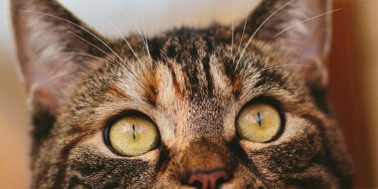 Exploring Herbal Remedies for Feline Health