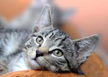 Harmonious Households: Medium-Sized Cats That Thrive with Dogs