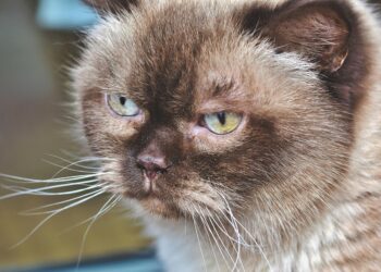 Discovering Serenity: A Guide to Calm Medium-Sized Cat Breeds