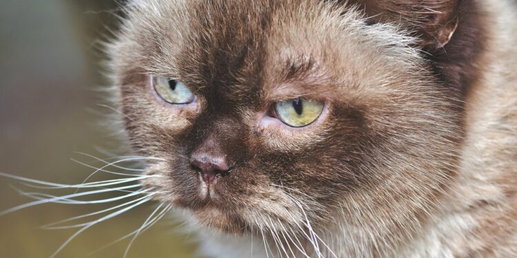 Discovering Serenity: A Guide to Calm Medium-Sized Cat Breeds