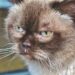 Discovering Serenity: A Guide to Calm Medium-Sized Cat Breeds