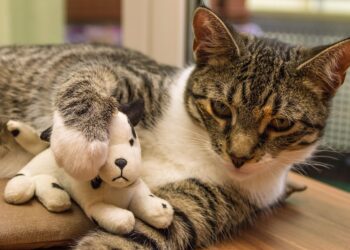 Unlocking Your Cat's Potential: The Best Puzzle Toys for Feline Minds