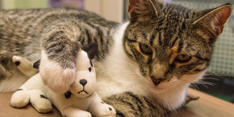 Unlocking Your Cat's Potential: The Best Puzzle Toys for Feline Minds