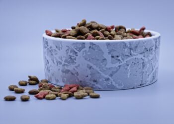 Top Choices for Hydration and Health: Finding the Best Wet Cat Food Brands