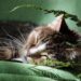 Essential Cat Wellness Supplements