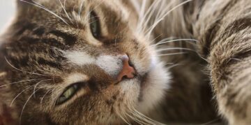 Understanding Whiskers: How Cats Use Their Facial Hair for Navigation and Emotion