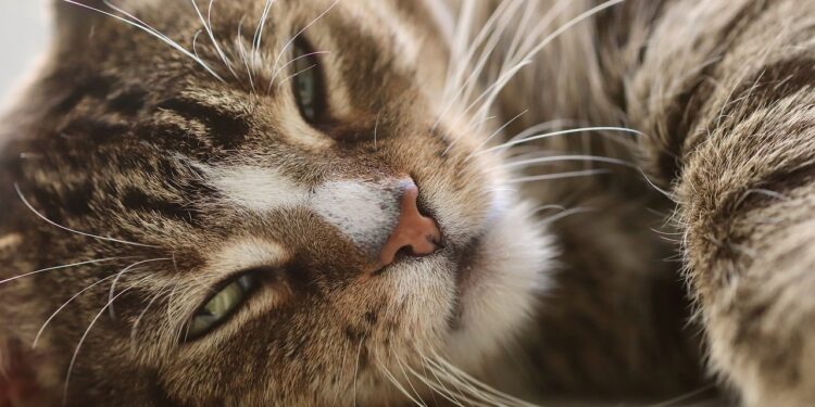 Understanding Whiskers: How Cats Use Their Facial Hair for Navigation and Emotion