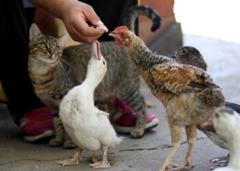 Unlocking Feline Health: The Benefits of High Protein Cat Food