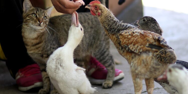 Unlocking Feline Health: The Benefits of High Protein Cat Food