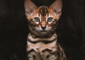 Compact Comfort: Top Picks for Apartment Cats That Thrive in Small Spaces