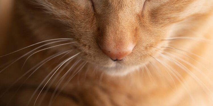 Ideal Apartment Cats for Solo Dwellers:Affectionate Companions for Single Living