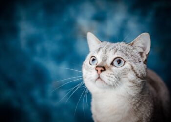Essential Tips for Keeping Indoor Cats Happy in Apartment Living