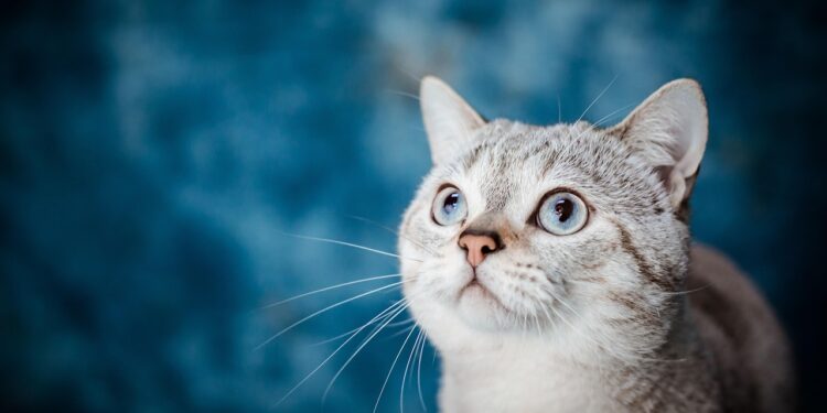 Essential Tips for Keeping Indoor Cats Happy in Apartment Living