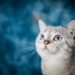 Essential Tips for Keeping Indoor Cats Happy in Apartment Living