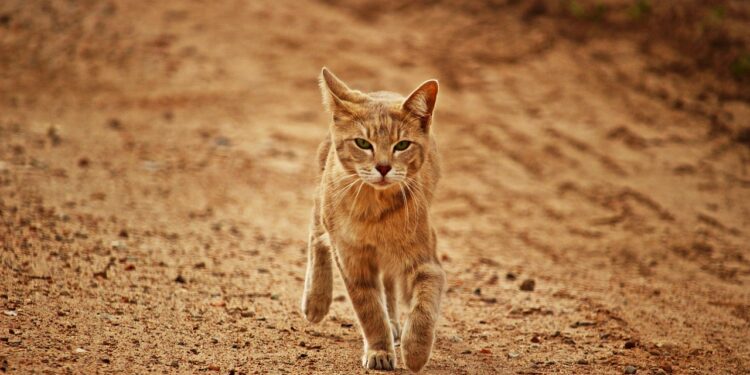 Choosing the Perfect Medium-Sized Cat for First-Time Owners