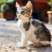 Hypoallergenic Heroes: Best Small Cat Breeds for Allergy Sufferers