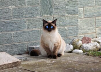 Purr-fect Companions: Top Breeds for Affectionate Cat Lovers