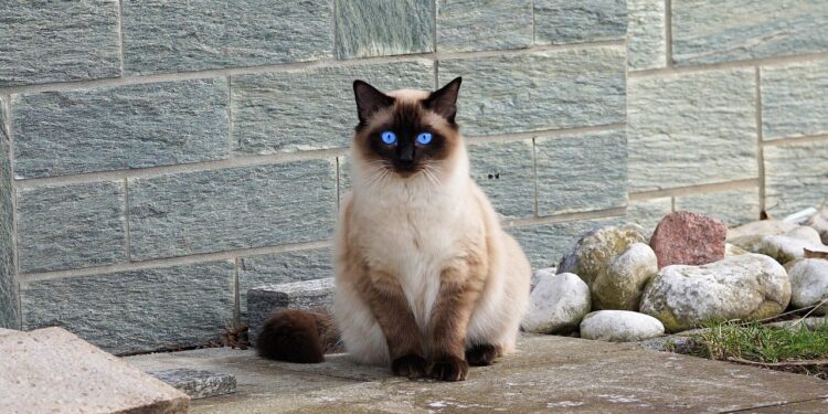 Purr-fect Companions: Top Breeds for Affectionate Cat Lovers