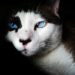 Understanding Feline Anxiety: Strategies for Promoting Cat Stress Wellness