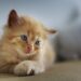 Top Breeds of Hypoallergenic Cats