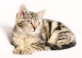 Mysteries Unveiled:Understanding Why Cats Zoom at Night