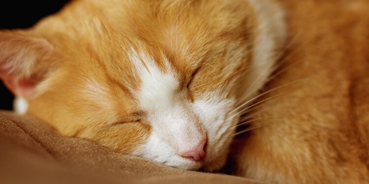 Essential Guide to a Comprehensive Cat Wellness Exam Checklist