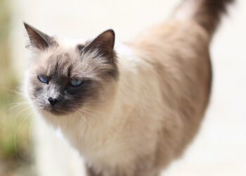 Exploring Medium-Sized Indoor Cat Breeds: Comfort and Companionship